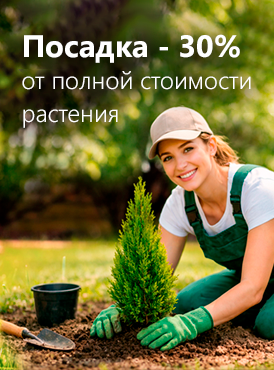 Посадка растений