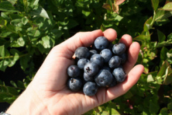 Heidelbeere-Brigitta-Blue
