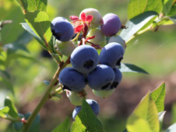golubika-sadovaja-blyukrop-bluecrop
