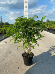 roza-morschinistaja-rosa-rugosa