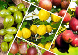 крыжовник